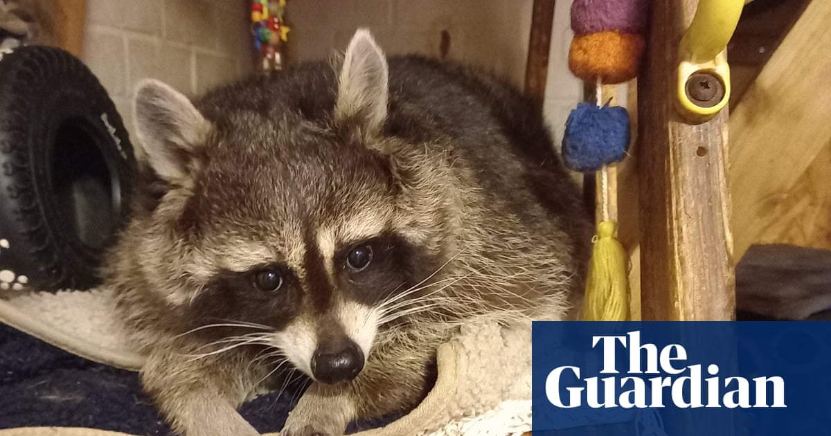 The pet I’ll never forget: Mishka, the surly but beloved raccoon | Life and style