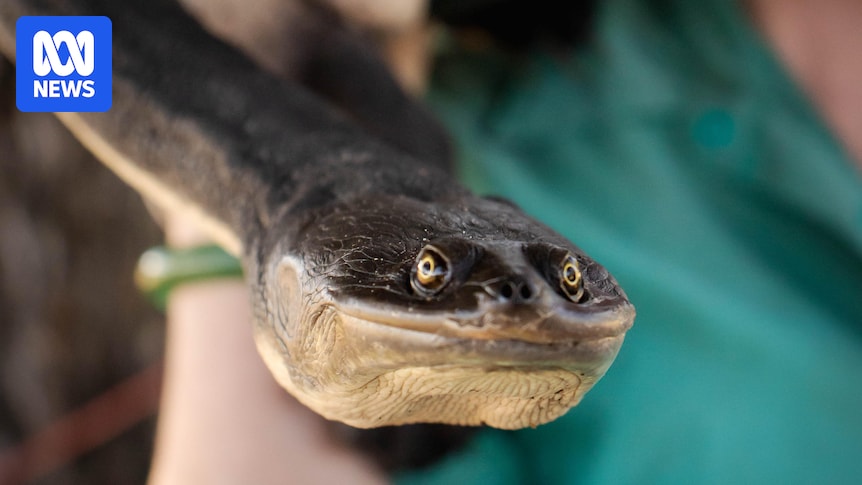 Turtles discovered in Dumaresq Dam could be dumped pets