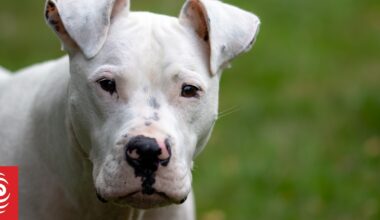 Far North community residents arm themselves with sticks in fear of roaming dogs