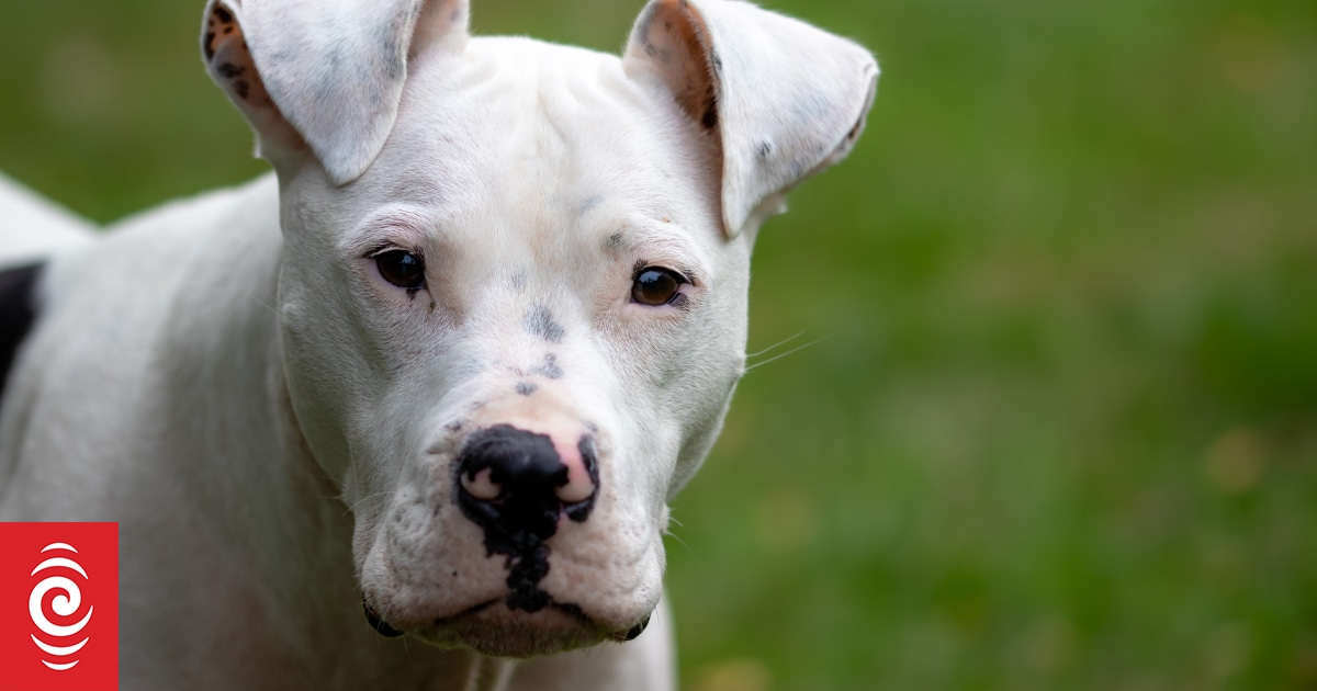 Far North community residents arm themselves with sticks in fear of roaming dogs