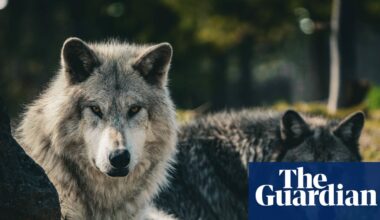 Gray wolf appears in Los Angeles county for first time in more than 100 years | Los Angeles