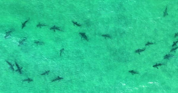Drone footage captures over 30 sharks at Mangawhai bar