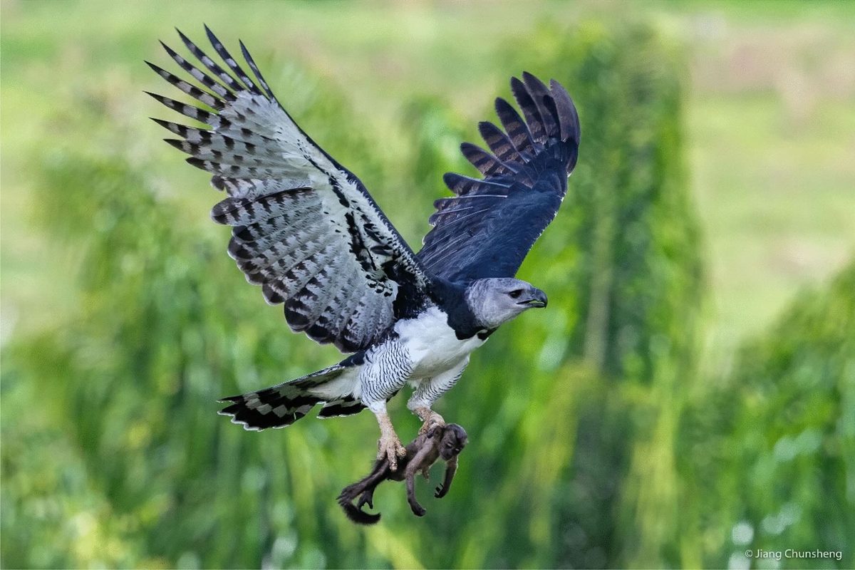 Harpy eagle carrying monkey