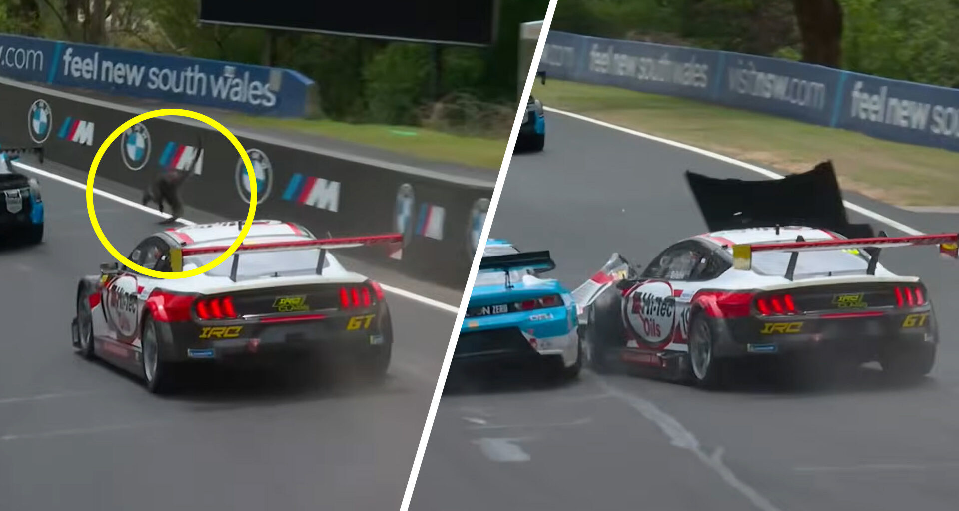 Bathurst 12 Hour news: Cars strike wallaby in Bathurst 12 Hour support qualifying