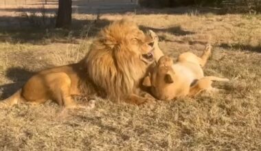 Rescuers' Hearts Soar Watching Lion Couple Finally Be Reunited