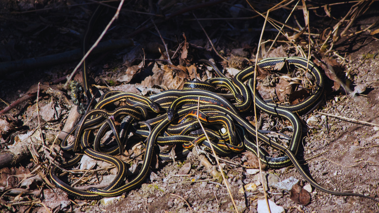 Narcisse Snake Dens