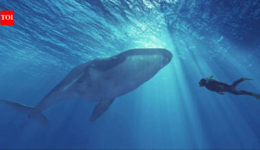 Viral diving video turns dangerous: Oman issues urgent warning after man swims with killer whale