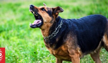 Wellington plastic surgeon treating dog attack victims almost every week