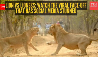 Lion vs lioness: Watch the viral face-off that has social media stunned |