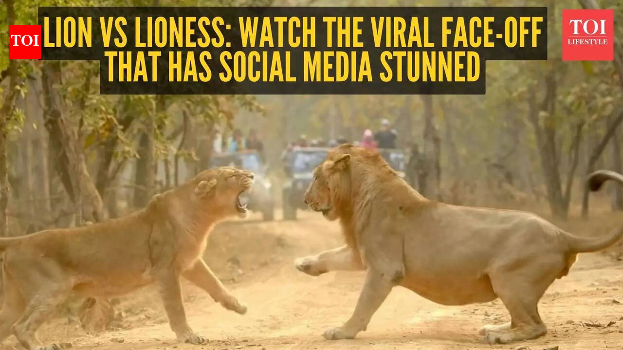 Lion vs lioness: Watch the viral face-off that has social media stunned |