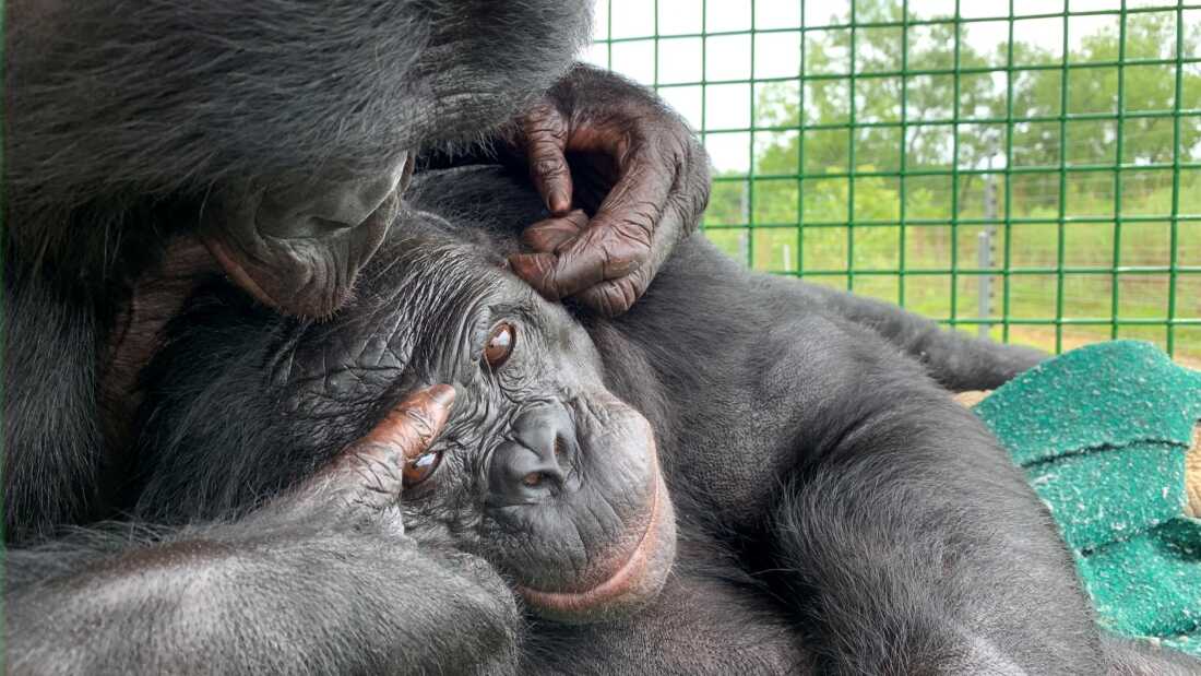 A photo of a black bonobo in an enclosure facing the camera, head held gently by another bonobo whose face is not visible.
