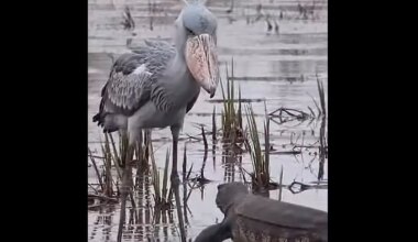 Shoebill bird reveals hunting prowess in battle with monitor lizard