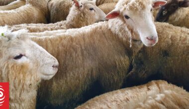 Northland farmer has hundreds of sheep killed by roaming dogs