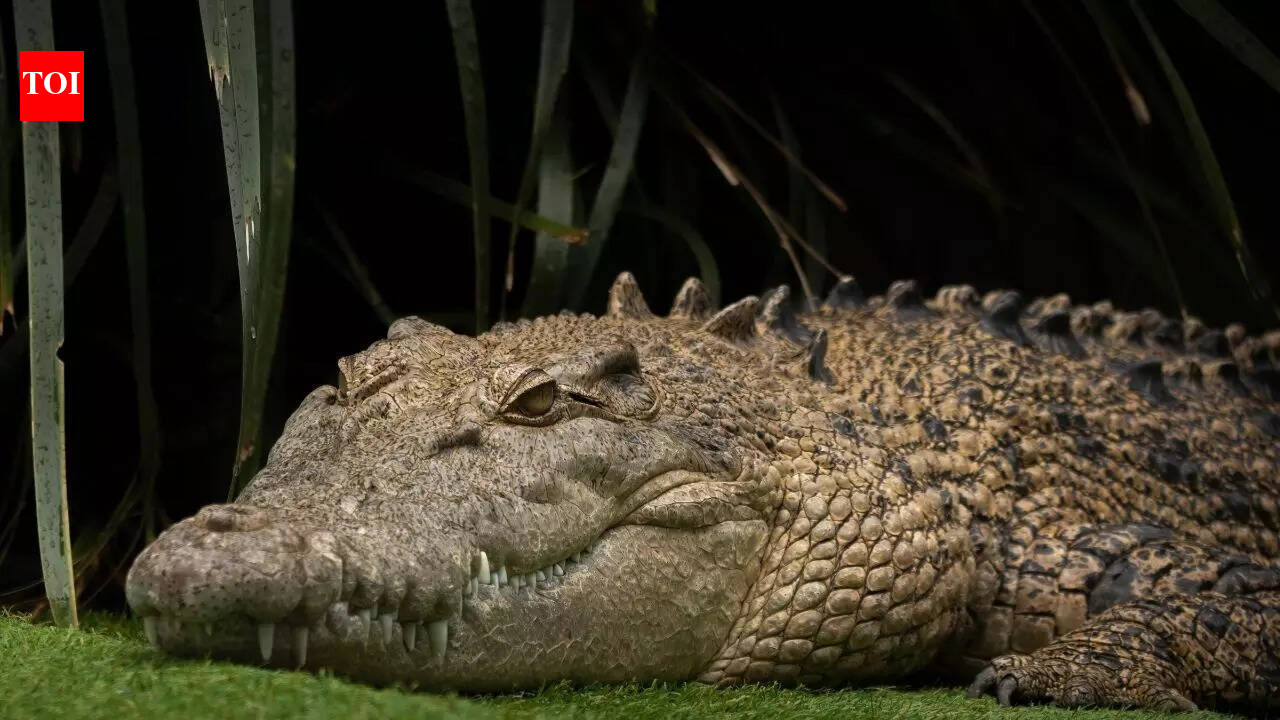 This 215-million-year-old ‘crocodile’ ran on land instead of swimming |