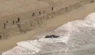 Dead, 11-ton humpback whale washes up on California…