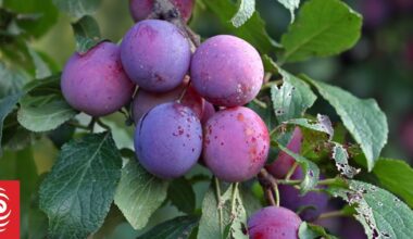 Tenancy Tribunal rejects bid to evict Christchurch tenant over contractor clash