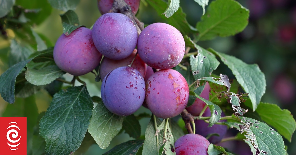 Tenancy Tribunal rejects bid to evict Christchurch tenant over contractor clash