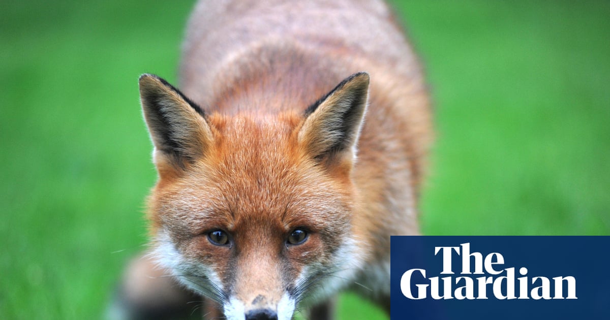 Country diary: Was this the fox version of a ‘come-hither’ smile? | Wildlife