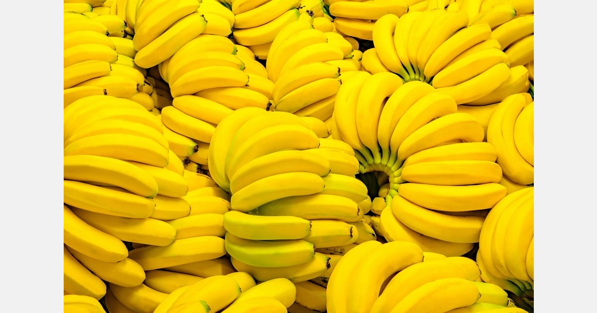 Australia launches research to develop TR4-resistant banana varieties