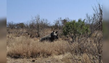 Field Guide Spots A Rhino Stumbling Around — Then Realizes She's In Danger