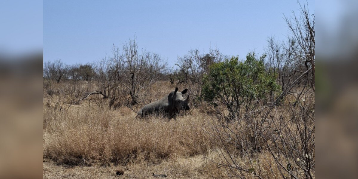 Field Guide Spots A Rhino Stumbling Around — Then Realizes She's In Danger