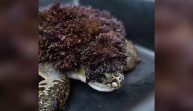 Injured Sea Turtle Stuns Rescue Staff When He Arrives Covered In Red 'Hair'
