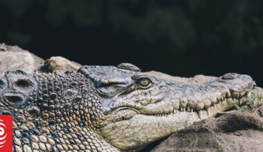 Crocodile attack in Westerh Australia prompts calls for more surveillance