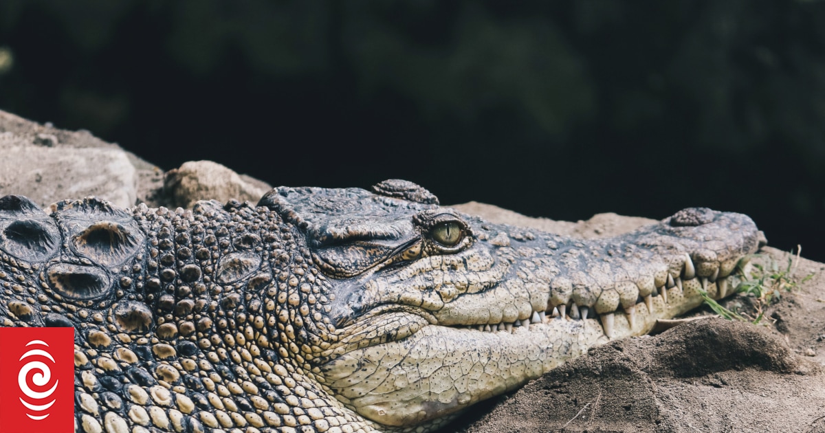 Crocodile attack in Westerh Australia prompts calls for more surveillance