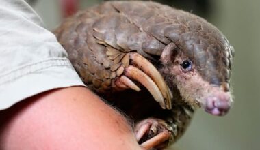 These shy, scaly animals are the most trafficked mammals in the world