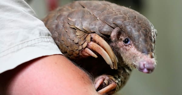 These shy, scaly animals are the most trafficked mammals in the world
