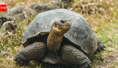 NASA is guiding giant tortoises back to this island from extinction after 150 years |