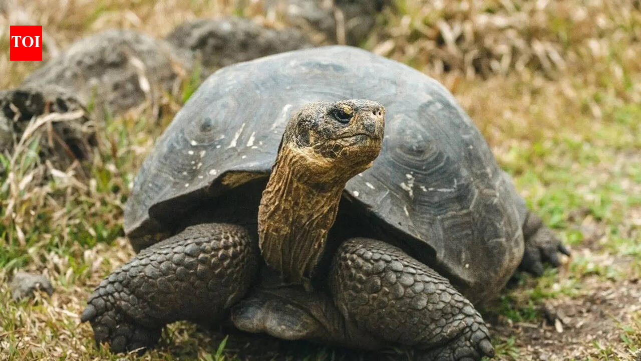 NASA is guiding giant tortoises back to this island from extinction after 150 years |