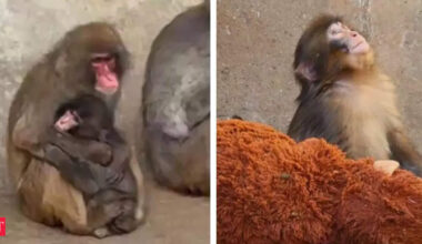 Punch the viral rejected baby monkey was finally shown love with an embracing hug from an adult macaque