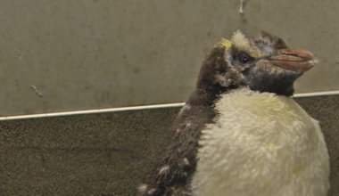 Wellington Zoo launches fundraiser for birds injured in wild weather