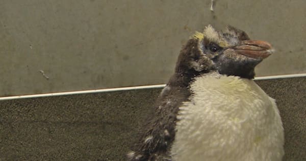 Wellington Zoo launches fundraiser for birds injured in wild weather