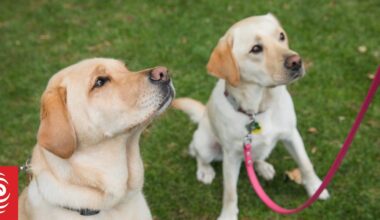 Auckland dog owners take fight against off-leash ban to court