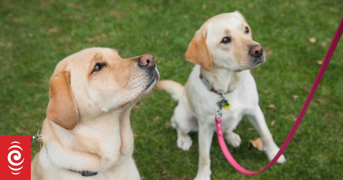 Auckland dog owners take fight against off-leash ban to court