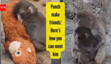 Want to meet Punch? The viral baby monkey with a plushie from Japan has finally found friends and love
