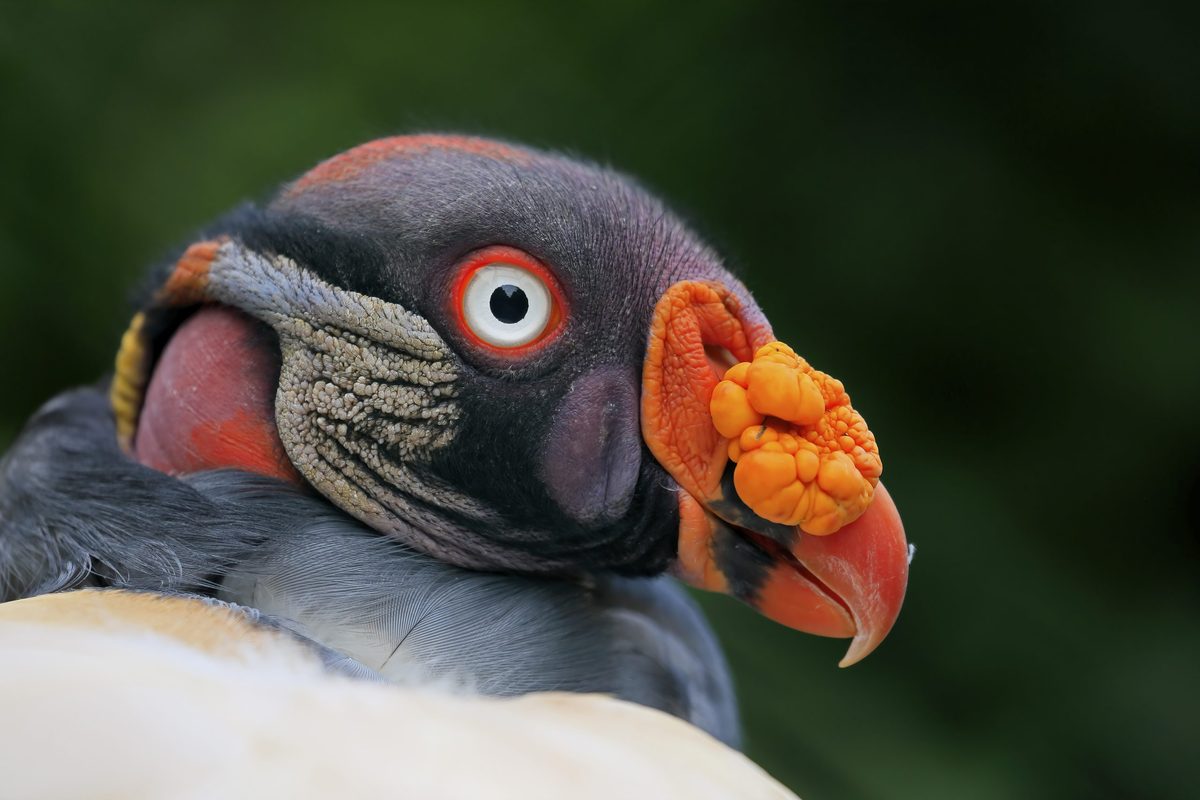King vulture - bird of prey