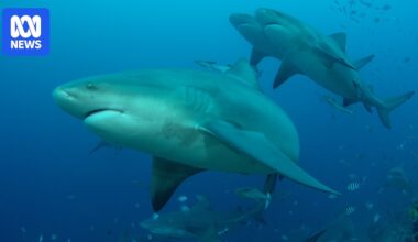 Cull and swimming ban resume after fatal shark attack in New Caledonia