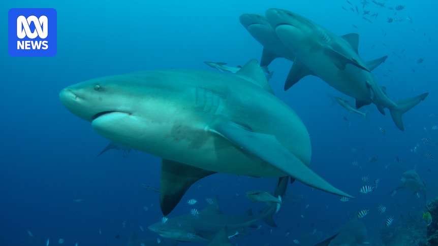 Cull and swimming ban resume after fatal shark attack in New Caledonia