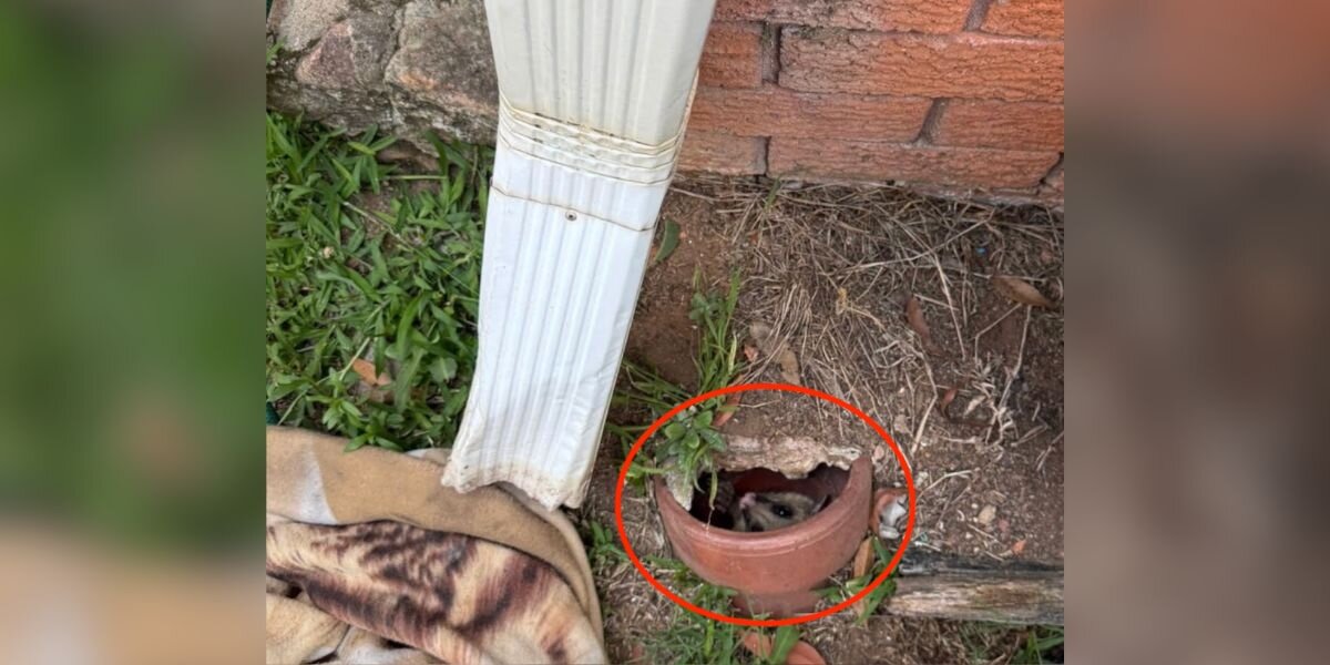 Man Hears 'Unusual Scratching' And Finds Desperate Animal Trapped In Pipe