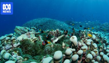 Coral colony discovered by mother and daughter citizen scientists could be world's largest
