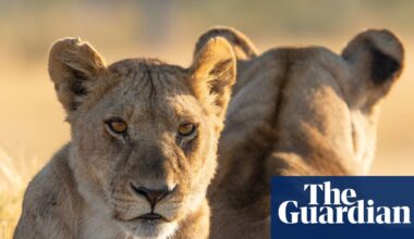 TV tonight: high drama with the largest lion pride in the world | Television