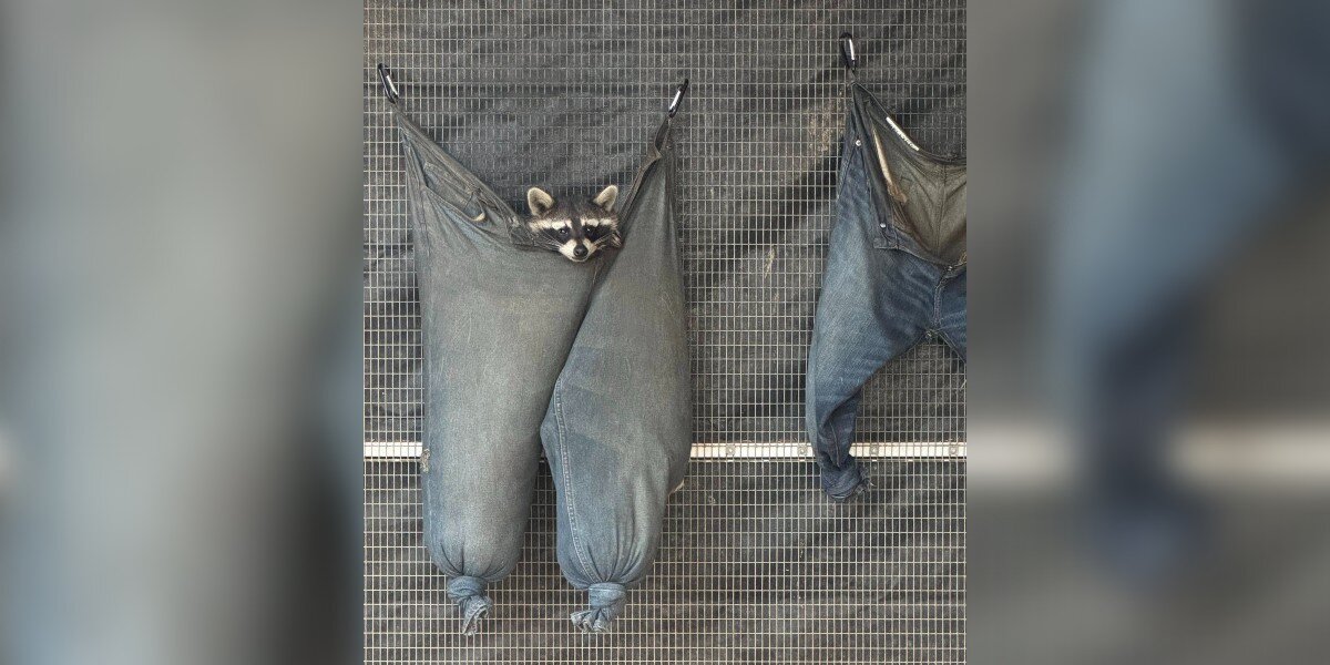 Rescued Raccoons Turn Old Jeans Into The Coziest Little Hammocks
