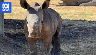 Riverina community steps up to feed baby rhino after mum abandons him at birth
