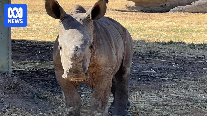 Riverina community steps up to feed baby rhino after mum abandons him at birth