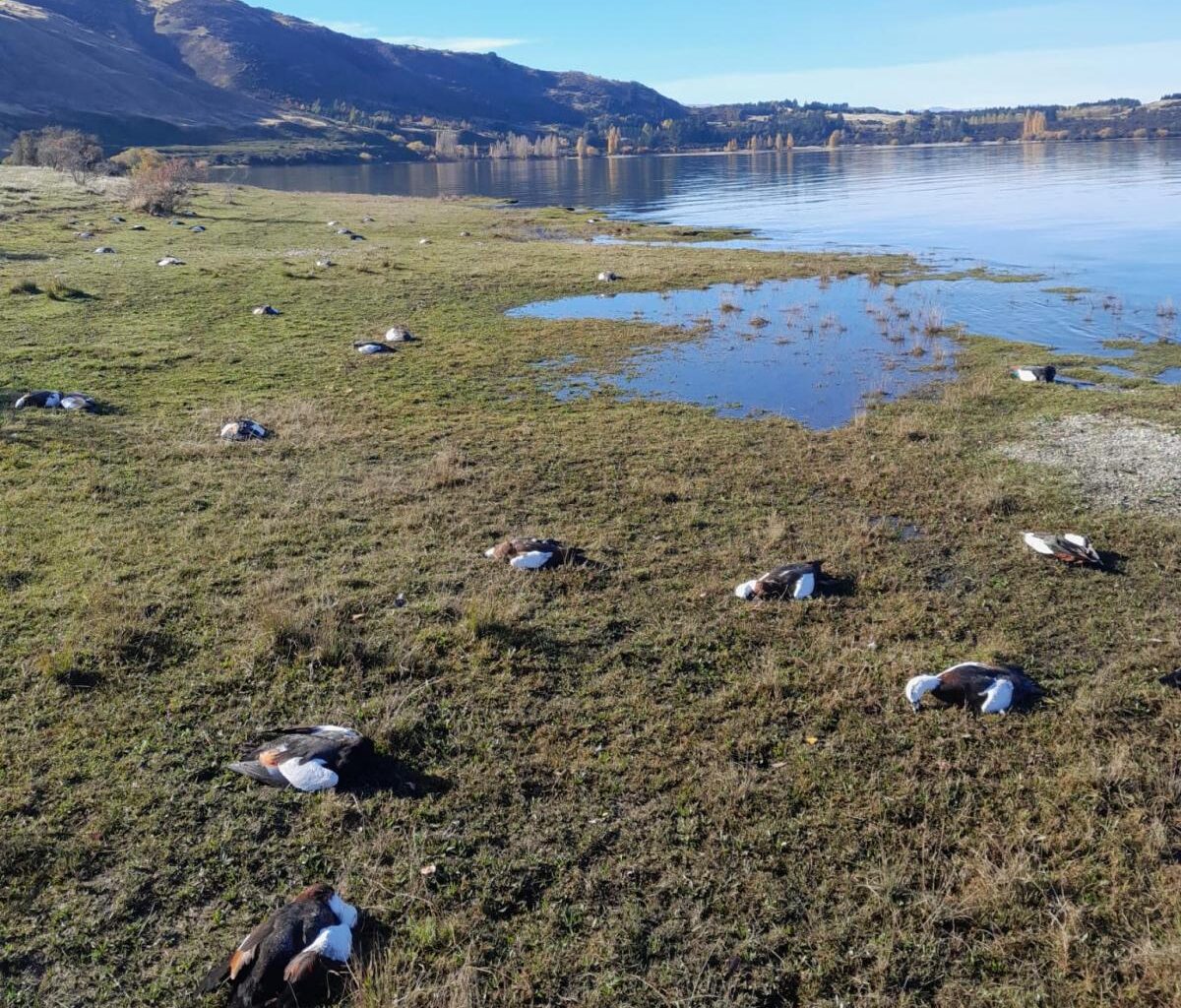 No sign yet of 'hundreds of dead birds', Doc says