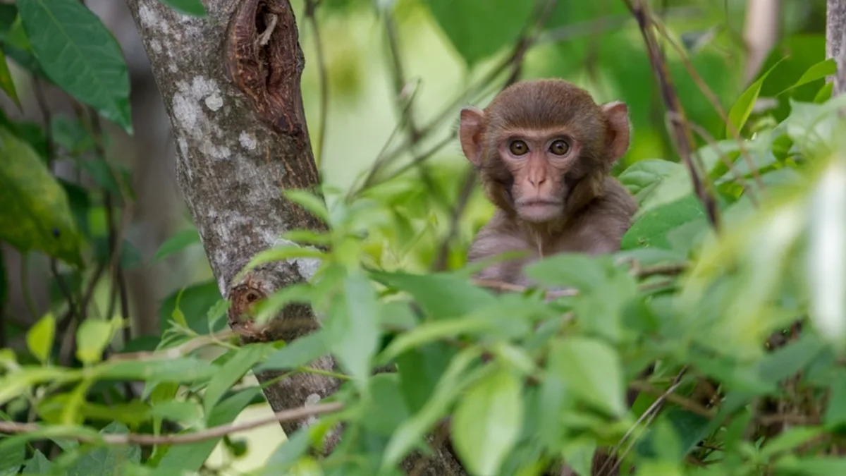 Punch the Baby Monkey Chooses Zookeeper as His New Bestie and We Can’t Stop the Tears