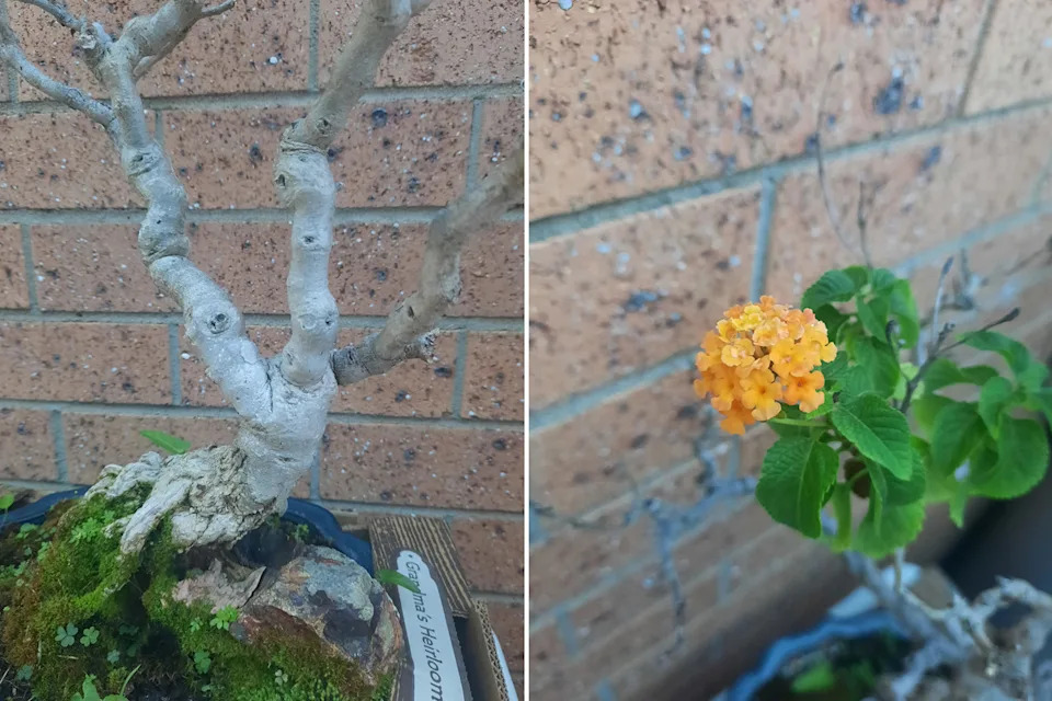 The trunk and flower of the lantana shrub